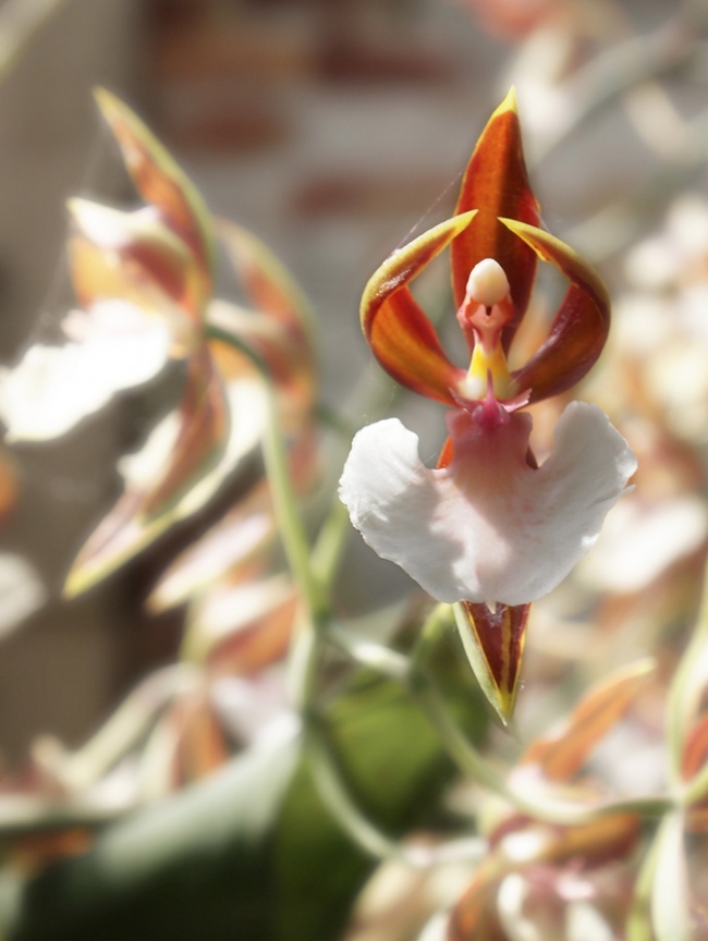 Lan kỳ lạ: Bộ sưu tập hoa lan kỳ lạ sẽ khiến bạn choáng ngợp bởi sự độc đáo của từng loại hoa. Hãy tận hưởng từng giây phút chiêm ngưỡng những loài hoa tồn tại và trổ bông đầy sáng tạo này.