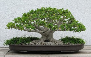 Cách chăm sóc cây Bonsai trong nhà