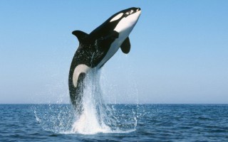 Điều ít biết về loài cá voi mạnh nhất thế giới