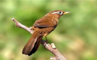 Chim họa mi nguồn gốc và đặc điểm