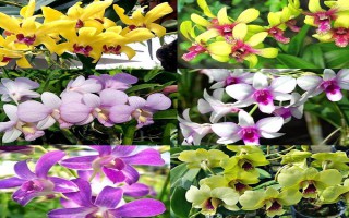 Nhân giống lan dendro Thái