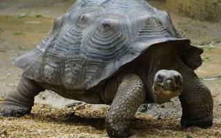 Vì sao rùa có thể thở được bằng mông và sống lâu đến thế?