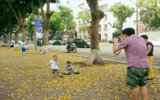 Mưa lá và hàng sấu cổ thụ : tuổi thơ tôi Hà Nội