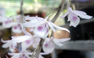 Choáng trước những giỏ hoa lan đột biến hiếm thấy ở Hà Nội, giá hàng trăm triệu đồng