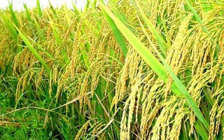 Giá lúa gạo hôm nay ngày 27/8: Giá lúa gạo quay đầu giảm