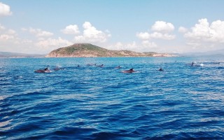 Đàn cá heo xuất hiện trên biển Phú Yên