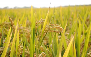 Giá lúa gạo hôm nay ngày 16/11: Đầu tuần giao dịch chậm