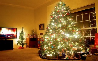 Vì sao cây thông là biểu tượng cho lễ Giáng sinh ở châu Âu?