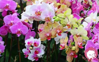 Ý nghĩa của hoa phong lan loài hoa của vẻ đẹp núi rừng