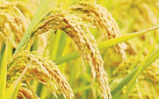 Giá lúa gạo hôm nay ngày 26/12: Cuối tuần không biến động