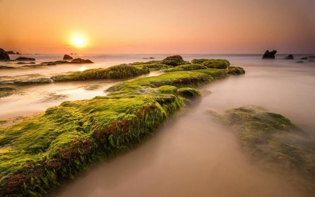 Săn rêu ở biển Cổ Thạch