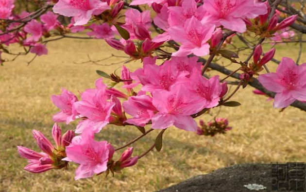 Các loài hoa nở vào mùa đông đẹp nhất