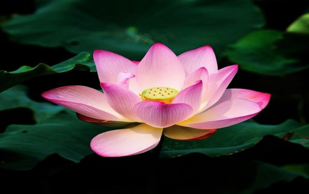 10 loại hoa đẹp nhất Việt Nam - ý nghĩa của từng loại hoa | TRUNG TÂM NGHIÊN CỨU BẢO TỒN VÀ PHÁT TRIỂN HOA LAN VIỆT NAM 10 Loại Hoa Đẹp Nhất Việt Nam - Ý Nghĩa Của Từng Loại Hoa | Trung Tâm Nghiên Cứu Bảo Tồn Và Phát Triển Hoa Lan Việt Nam