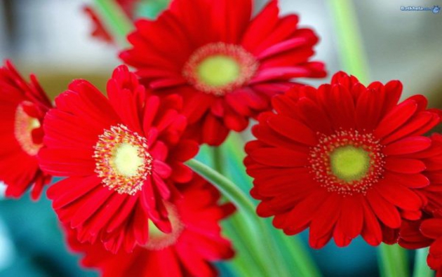 Các Loại Hoa Màu Đỏ Đẹp Nhất Và Ý Nghĩa | TRUNG TÂM NGHIÊN CỨU BẢO ...