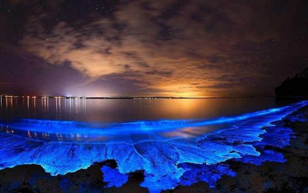 Tảo phát quang khiến bãi biển rực sáng vào ban đêm