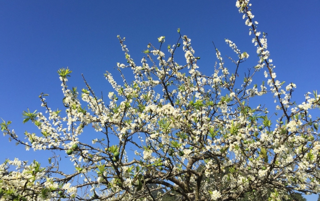 Tinh khôi sắc trắng hoa mơ Mộc Châu